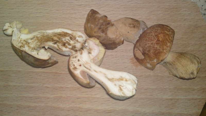 Glückspilz zwei 004.jpg