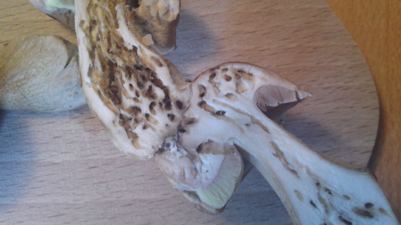 Glückspilz zwei 006.jpg