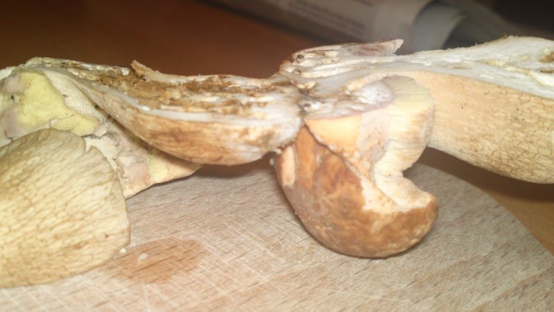 Glückspilz zwei 007.jpg