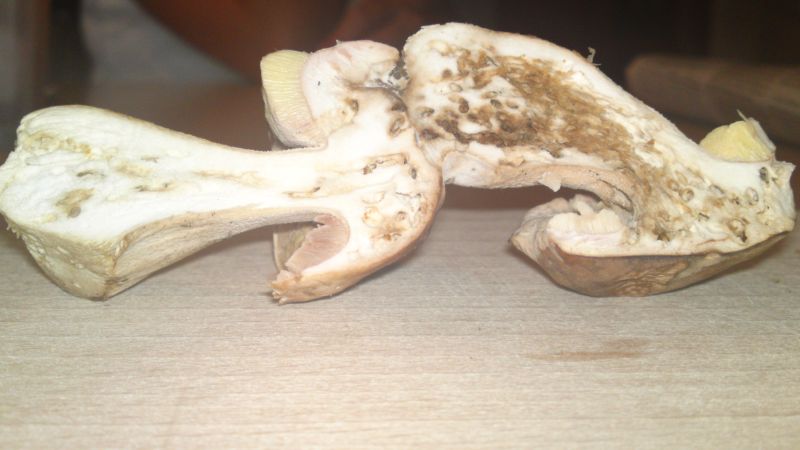 Glückspilz zwei 008.jpg