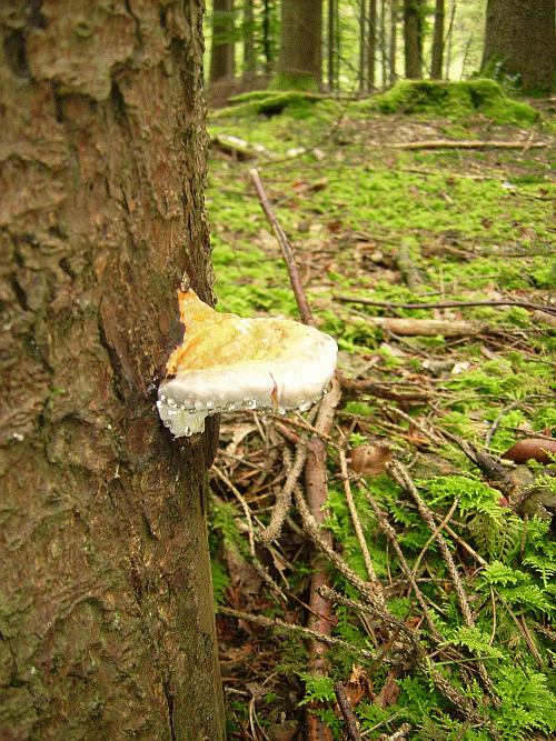 Kopie von Oberschneisingen 2010 (46).gif