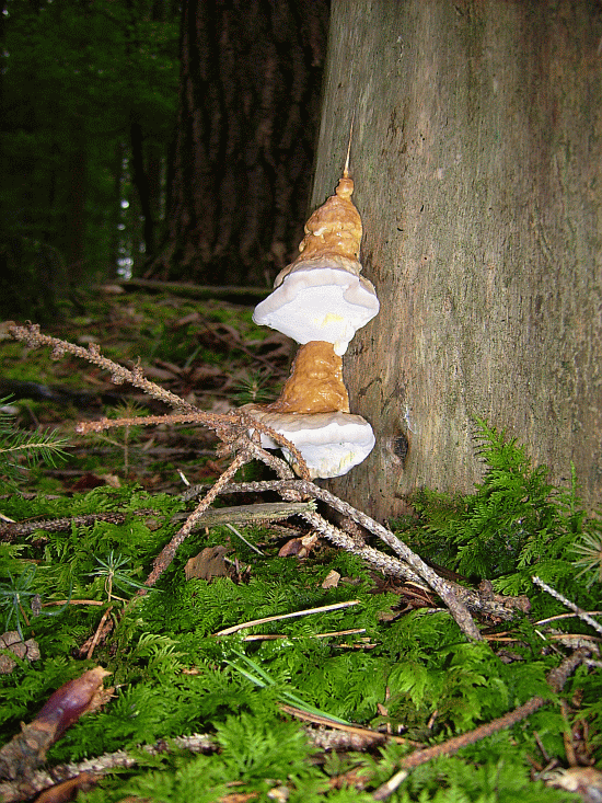 Kopie von Oberschneisingen 2010 (42).gif