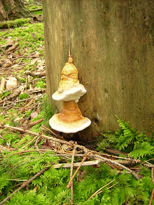 Kopie von Oberschneisingen 2010 (43).gif