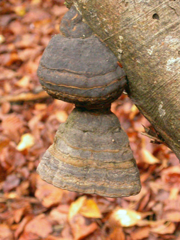 FomesFomentarius_DSCN4244.jpg