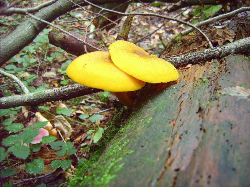 Tricholomopsis decora.jpg