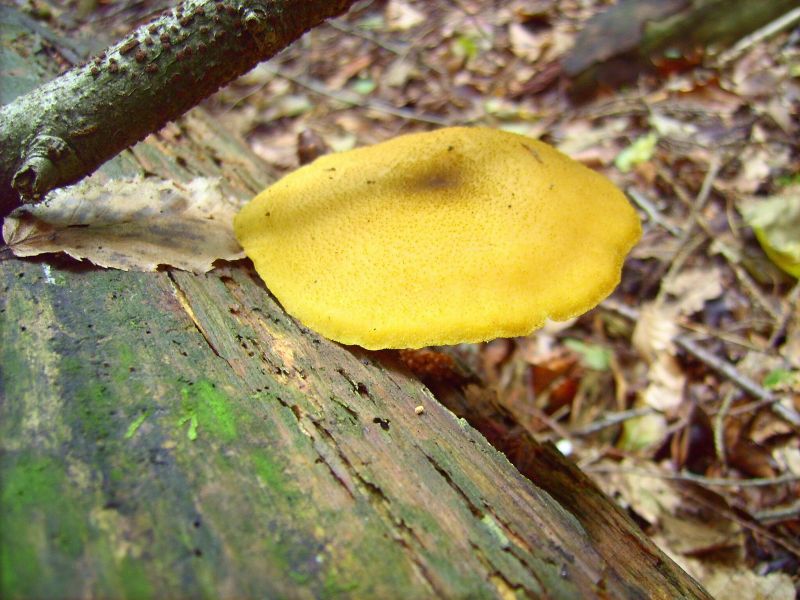 Tricholomopsis decora.a.jpg