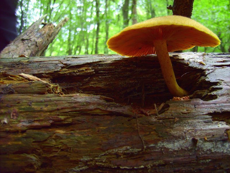 Tricholomopsis decora.b.jpg