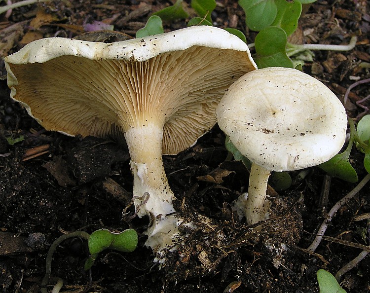 Kopie von P1010642.JPG