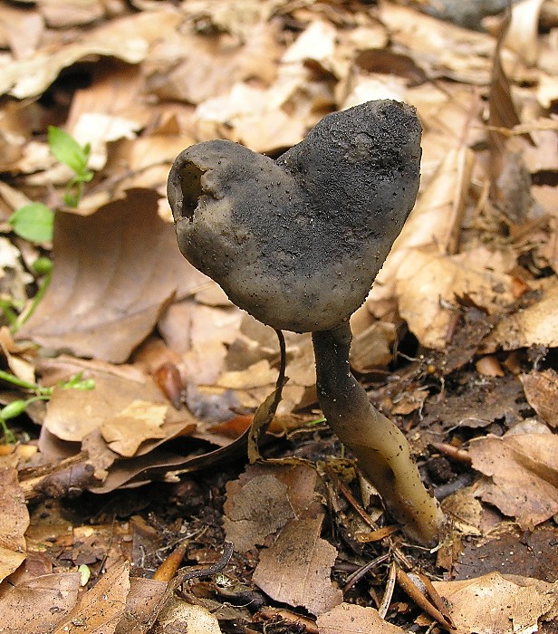 Kopie von P1010596.JPG