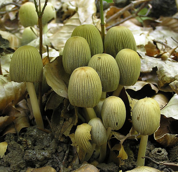 Kopie von P1010634.JPG