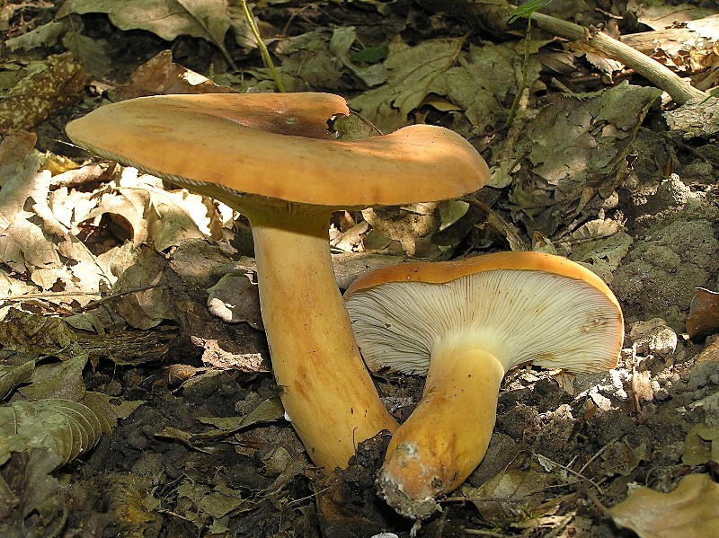 Kopie von P1010623.JPG