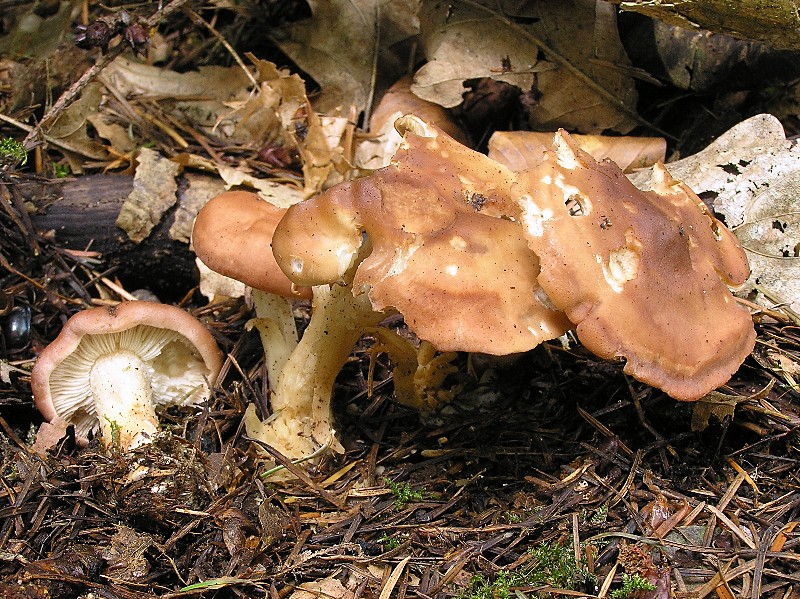 Kopie von P1010723.JPG