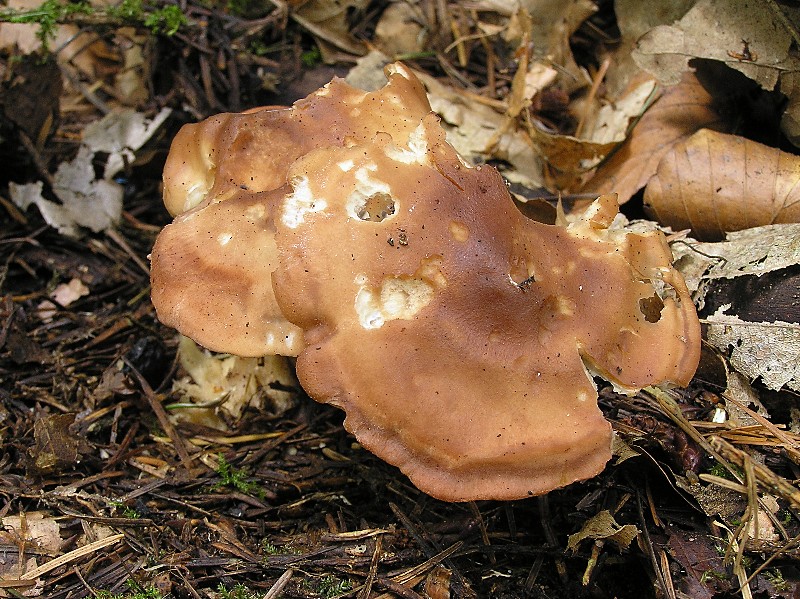 Kopie von P1010724.JPG