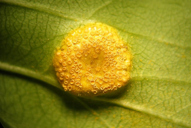 Puccinia_coronata.jpg