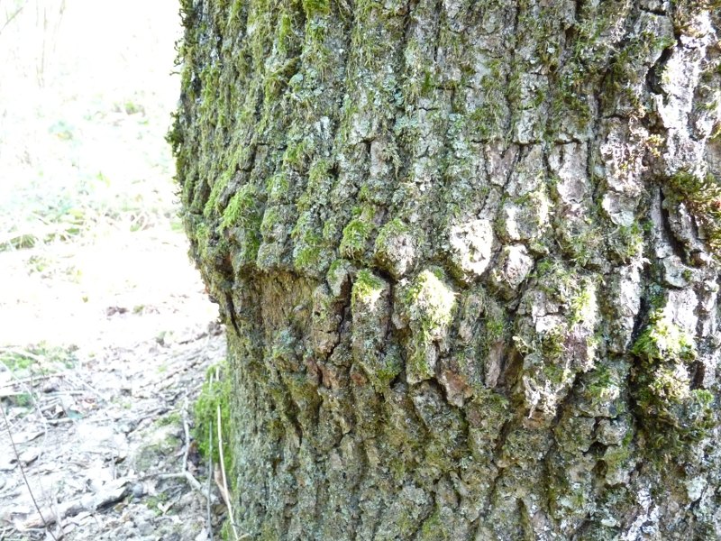 P1030574 Riss der Borke 800 red .JPG
