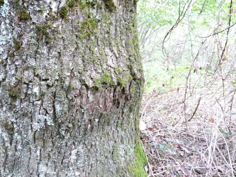 P1030578 Riss der Borke 800 red .JPG