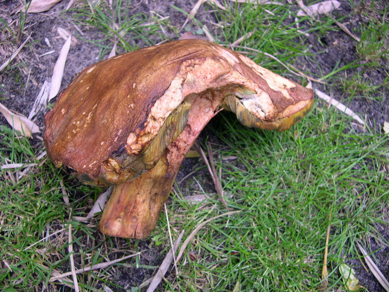 Boletus1.JPG