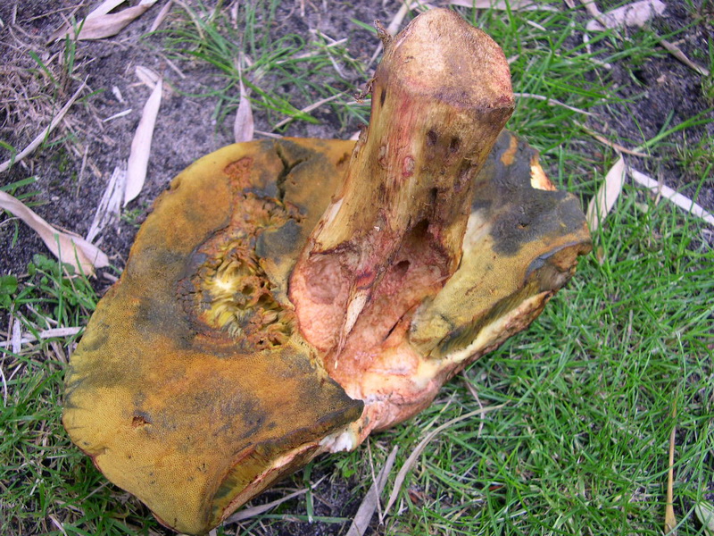 Boletus2.JPG