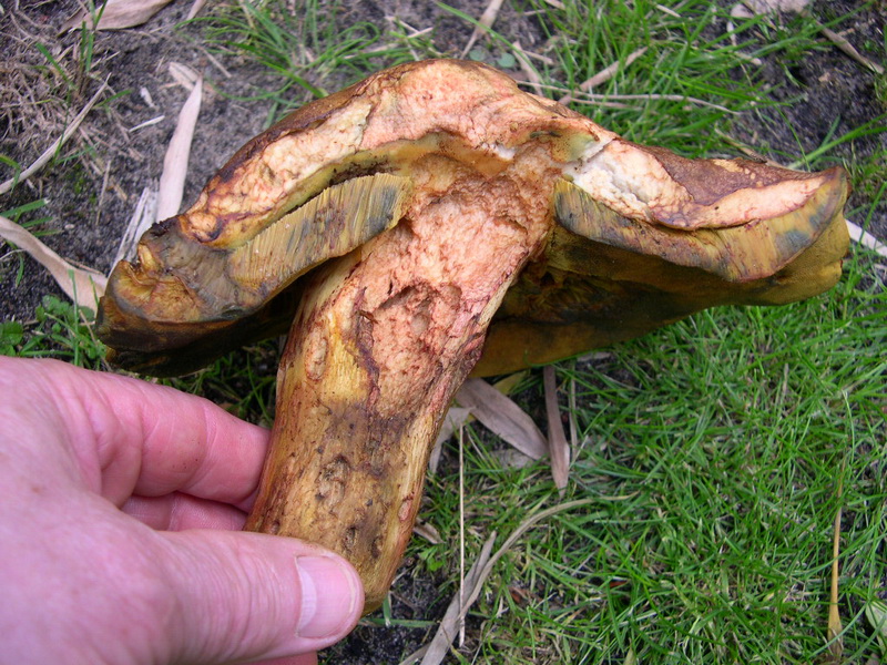 Boletus3.JPG