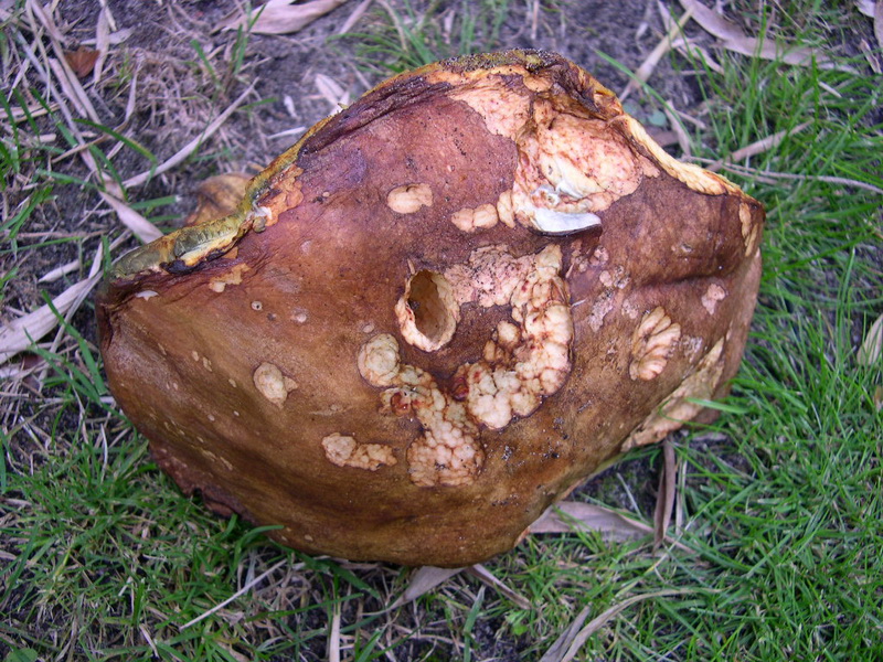 Boletus04.JPG