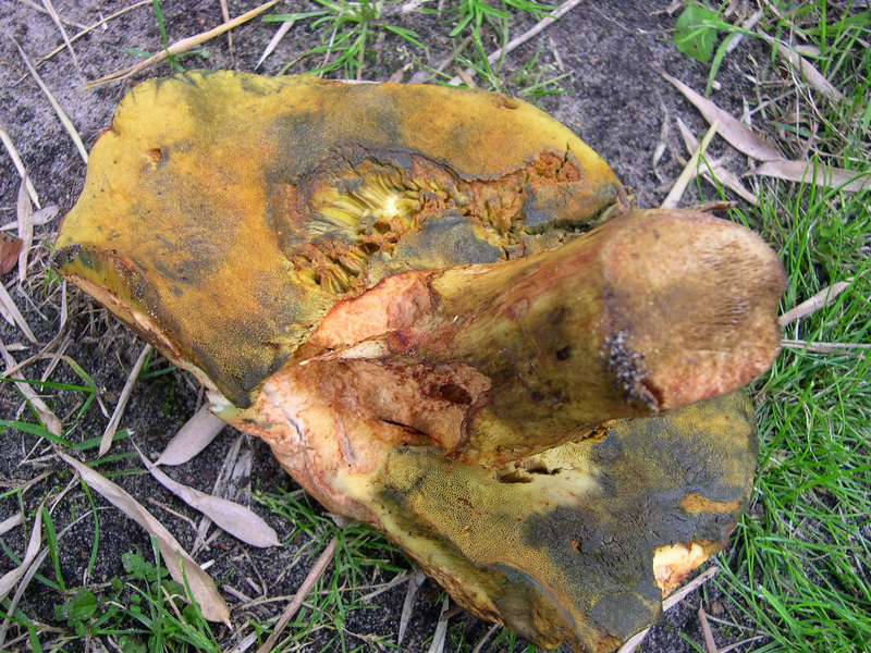 Boletus5.JPG