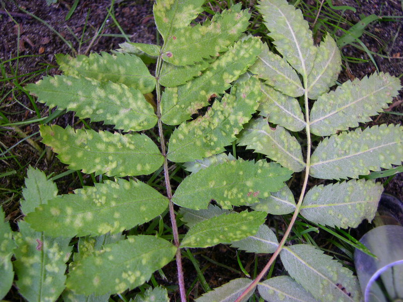 Eryophyes sorbi CAN.-Gallmilbe-a.JPG