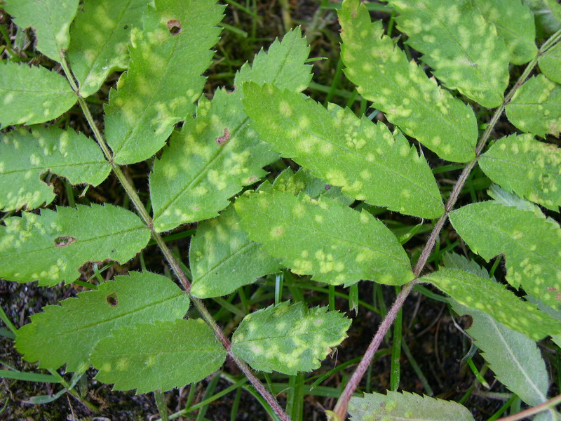 Eryophyes sorbi CAN.-Gallmilbe-b.JPG