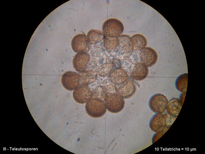 3-Tranzschelia pruni-spinosae-III-M6-Prunus domestica ssp..JPG