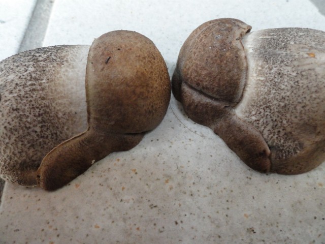 DSC02465 (640x480).jpg