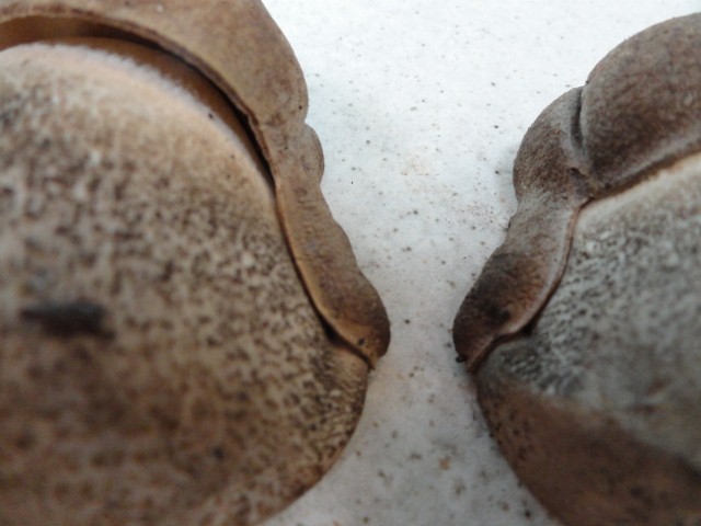 DSC02466 (640x480).jpg