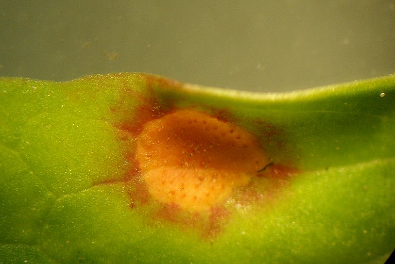 Puccinia001.jpg