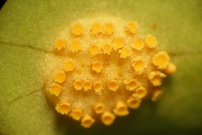 Puccinia002.jpg