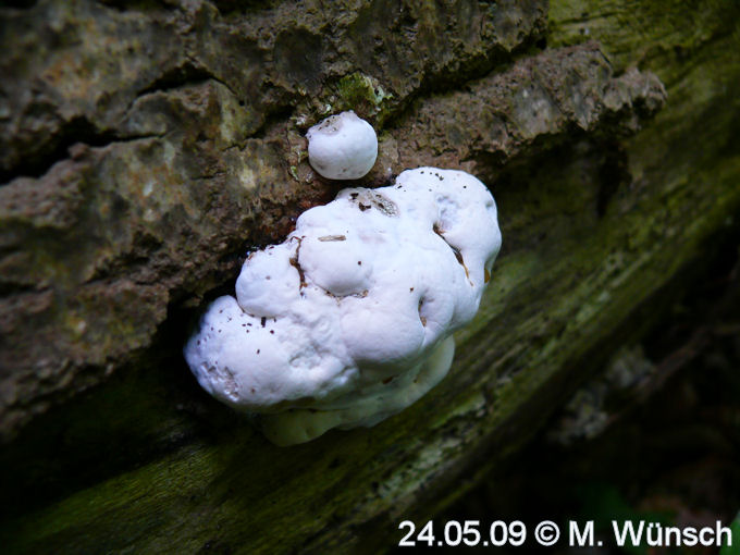 unbekannter Porling-Baumpilz.jpg