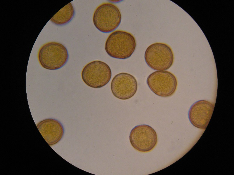 1000er Listringen (1).JPG