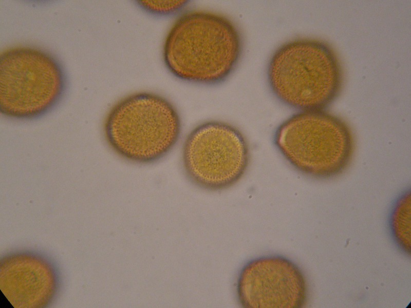 1000er Listringen (4).JPG