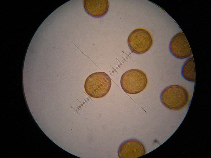 1000er Listringen (9).JPG