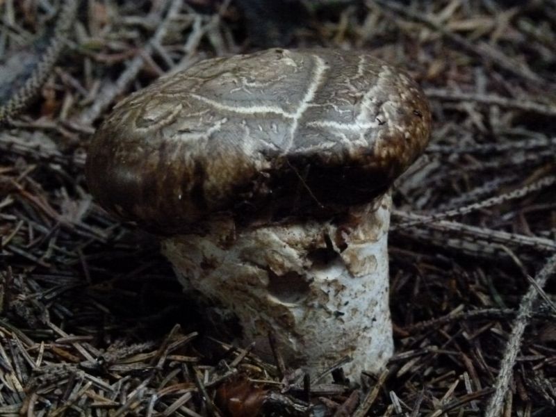 Wurzelmöhrling 15.9.11 F.jpg