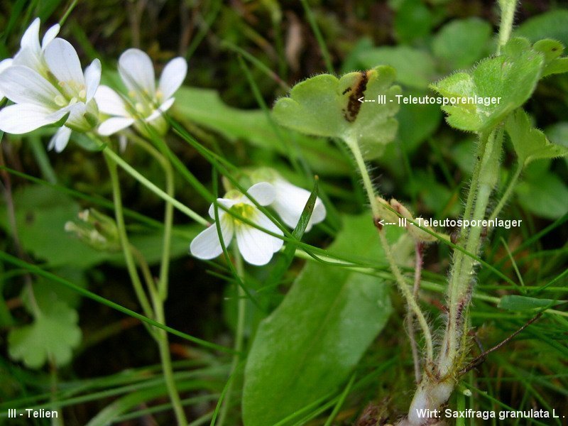 3-Puccinia saxifragae var. saxifragae-III-a.JPG