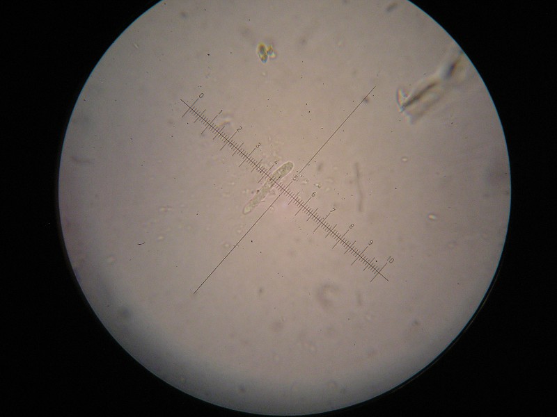 1000er Grötzingen (9).JPG