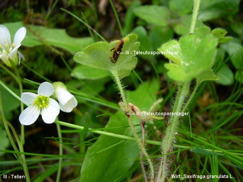 3-Puccinia saxifragae var. saxifragae-III-b.JPG