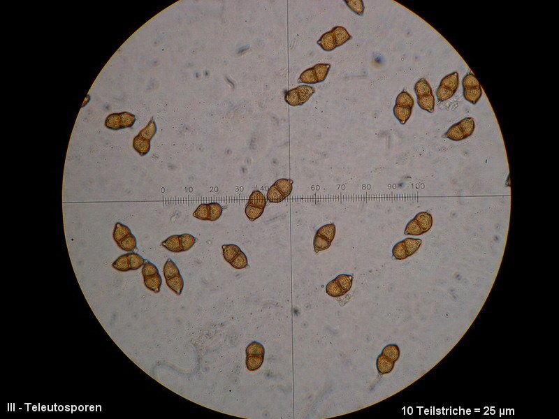 3-Puccinia saxifragae var. saxifragae-III-M1-Saxifraga granulata.JPG