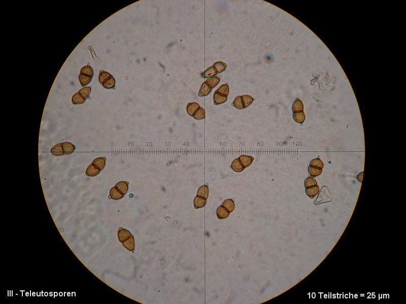3-Puccinia saxifragae var. saxifragae-III-M2-Saxifraga granulata.JPG