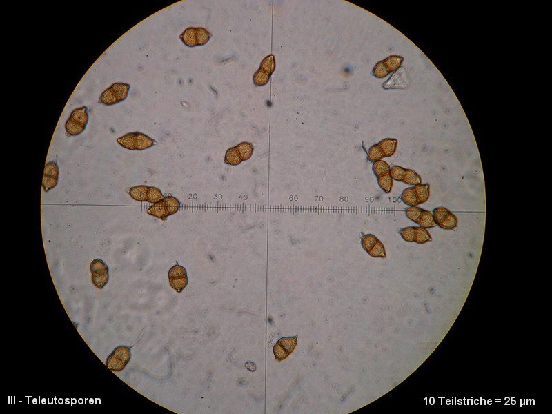 3-Puccinia saxifragae var. saxifragae-III-M3-Saxifraga granulata.JPG