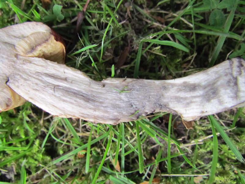 L-Schnitt nach 30 Min-m.jpg