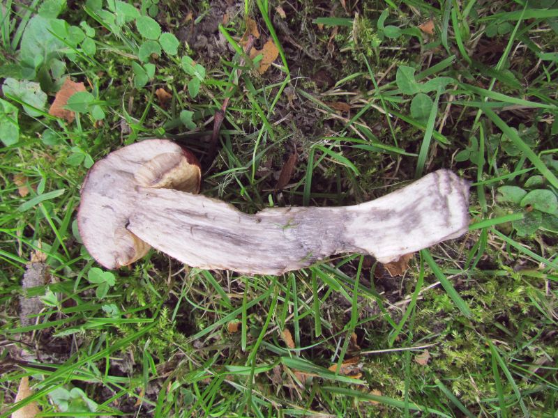 L-Schnitt nach 30 Min.b-m.jpg