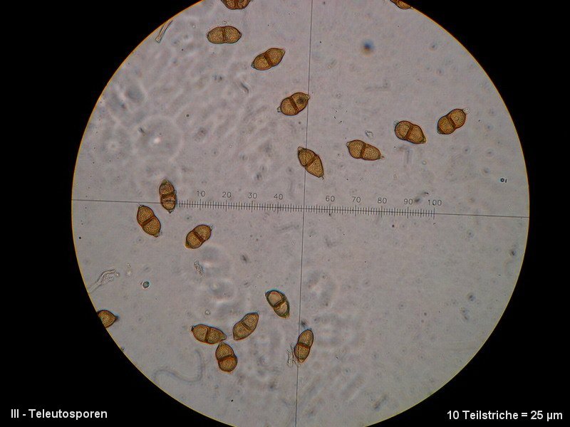 3-Puccinia saxifragae var. saxifragae-III-M4-Saxigraga granulata.JPG