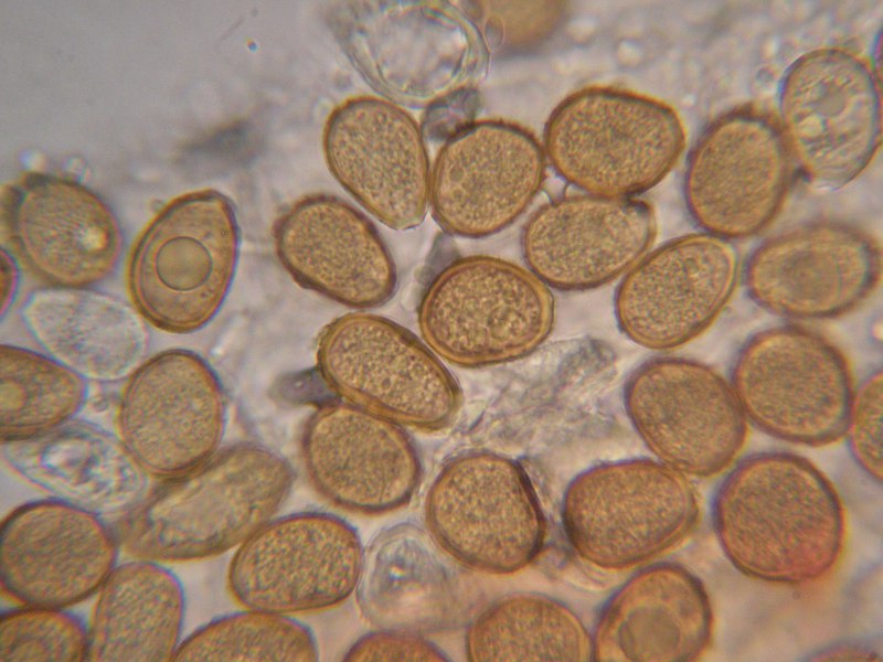 1000er Grötzingen (3).JPG