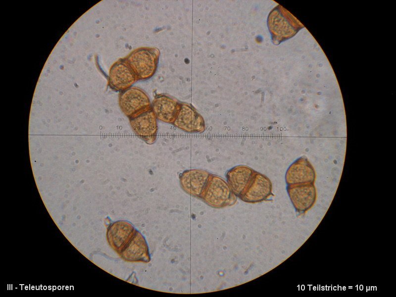 3-Puccinia saxifragae var. saxifragae-III-M5-Saxifraga granulata.JPG
