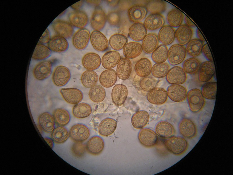 1000er Grötzingen (12).JPG