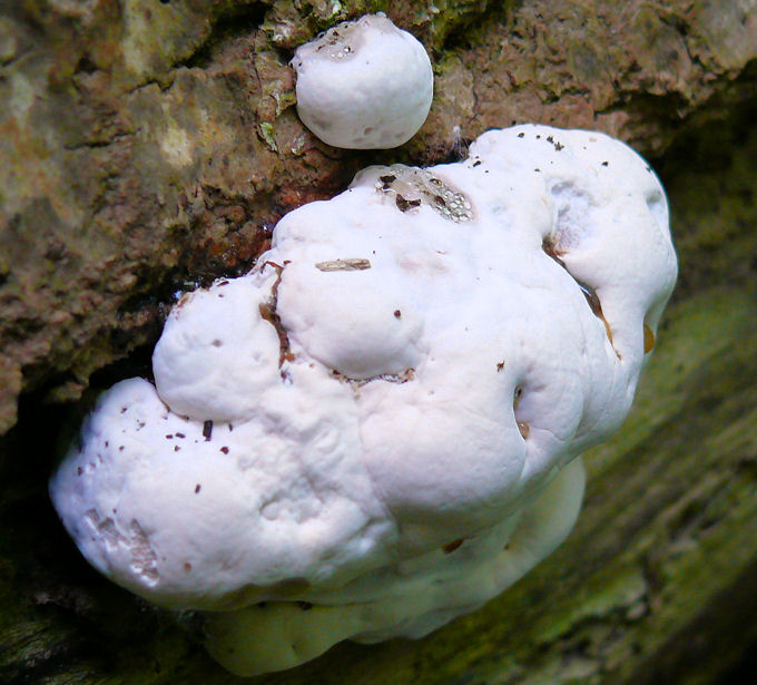 unbekannter Porling-Baumpilz1.jpg